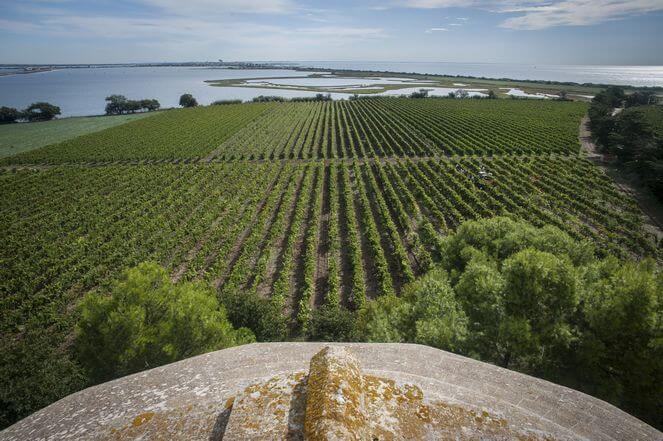 Cathédrale_de_Maguelone - Vignoble