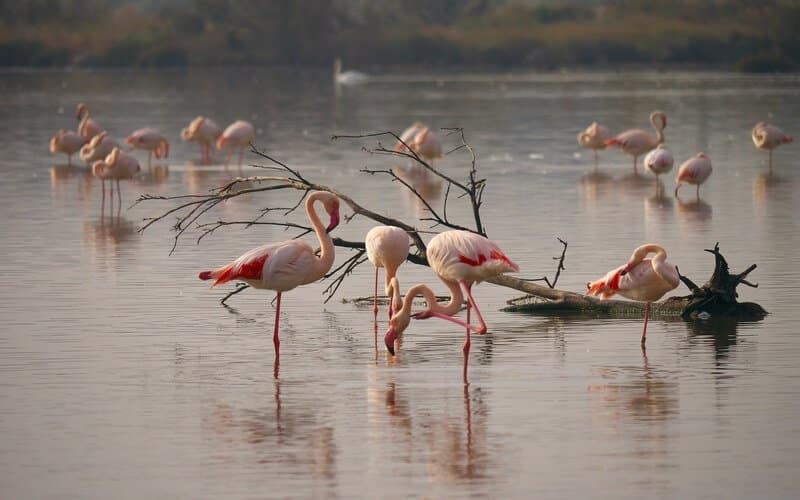 Réserve naturelle Scamandre - Flamant Rose