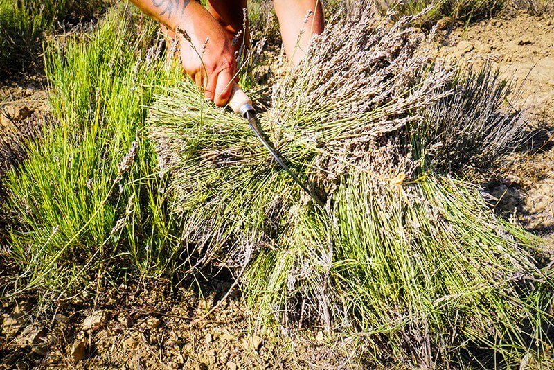 Distillerie de Bel Air - Aromathérapie - Huiles essentielles- Gard - Cévennes