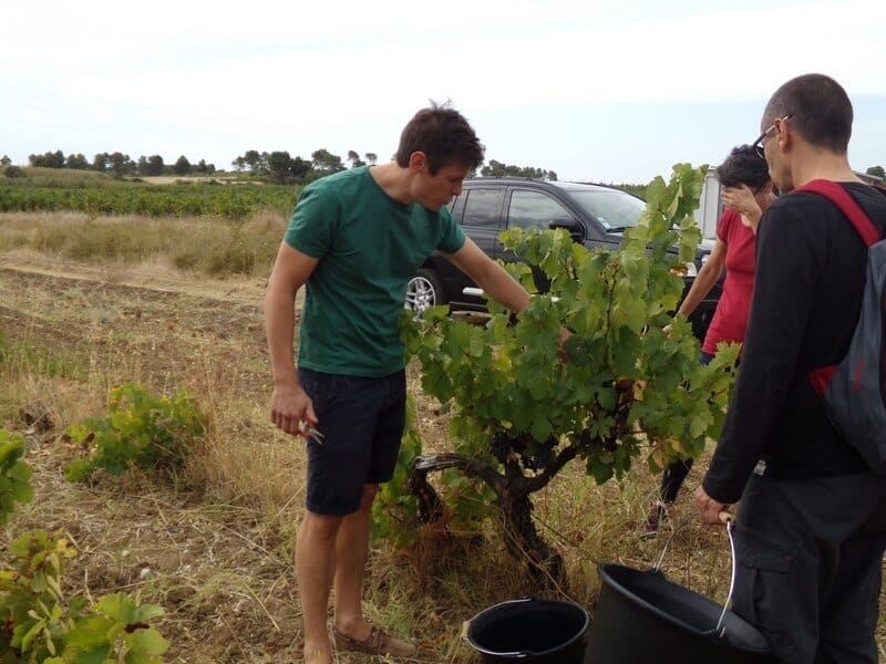 Valmagne Visite vignoble - Abbaye de Valmagne