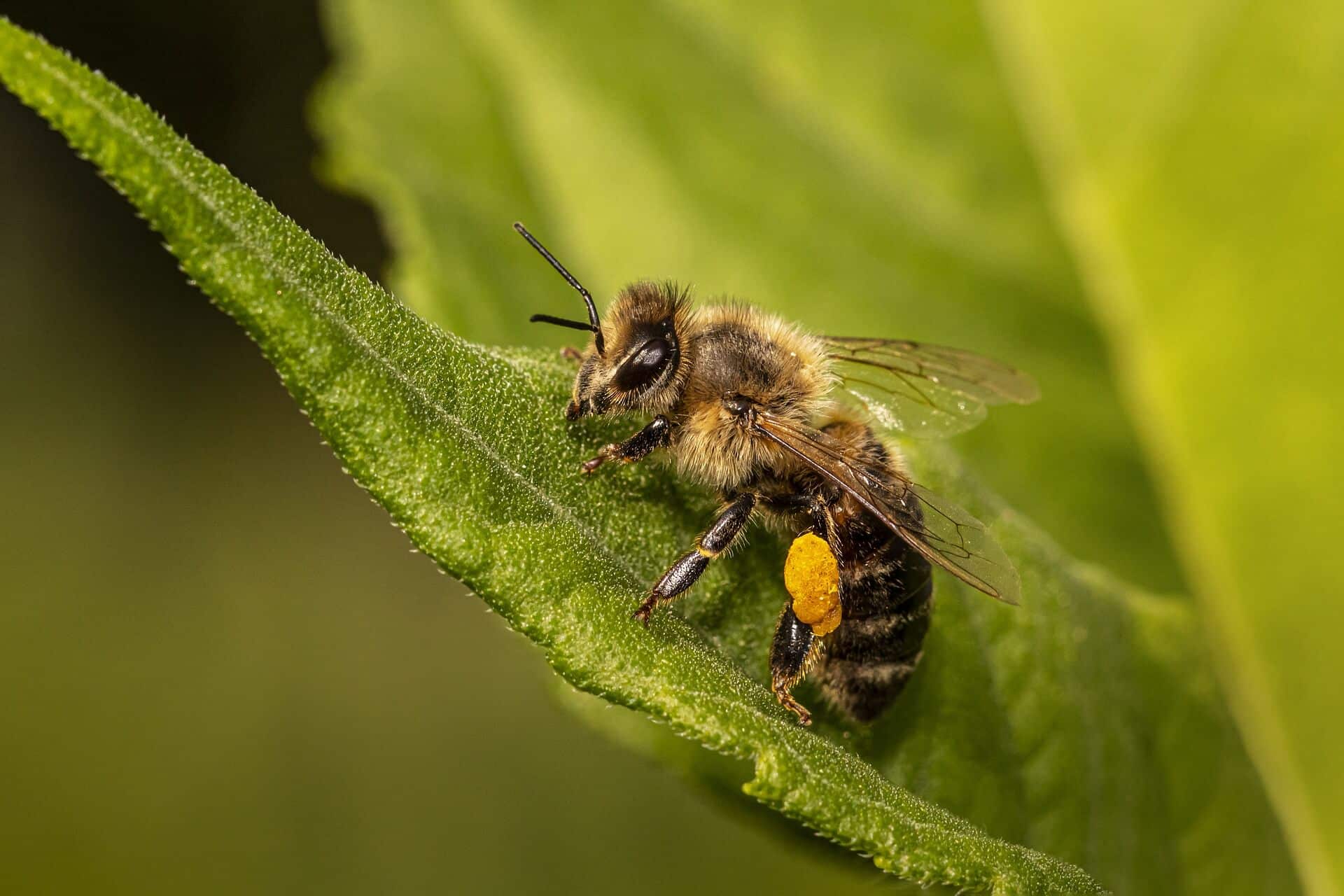 Au royaume des abeilles Animations abeilles - toussaint 2021 - Bambouseraie