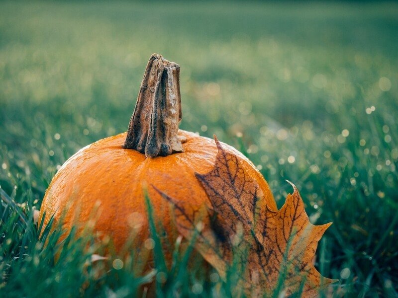 pumpkin-1030817_1920 Halloween 2021 - Bambouseraie