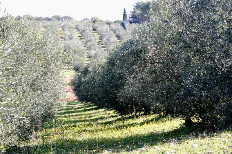 domaine de l'oulivie