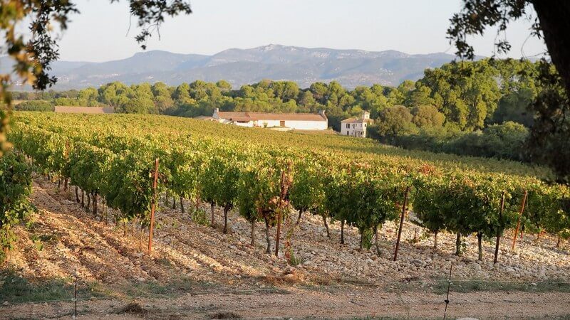 Vigne château capion