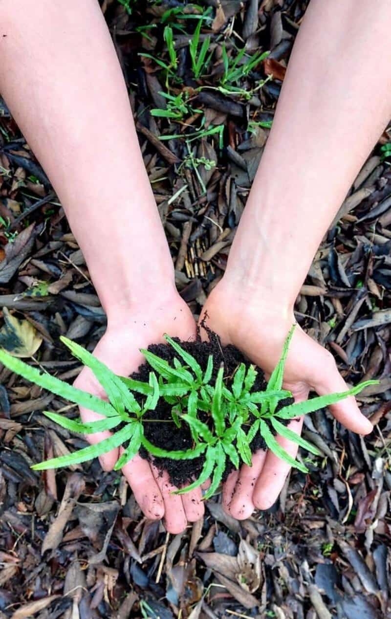 Atelier à la recherche de la plante oubliée