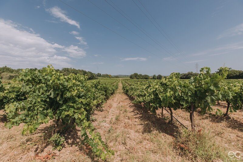 vignes domaine de la dourbie