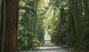 Allée des Séquoias Bambouseraie