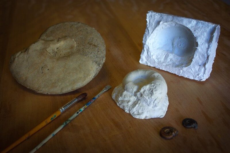 atelier moulage de fossiles au musée de lodève