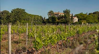 vignes château de flaugergues