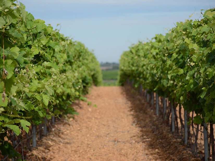 crédits-droits réservés-vignes vignes peignes-le-vieux