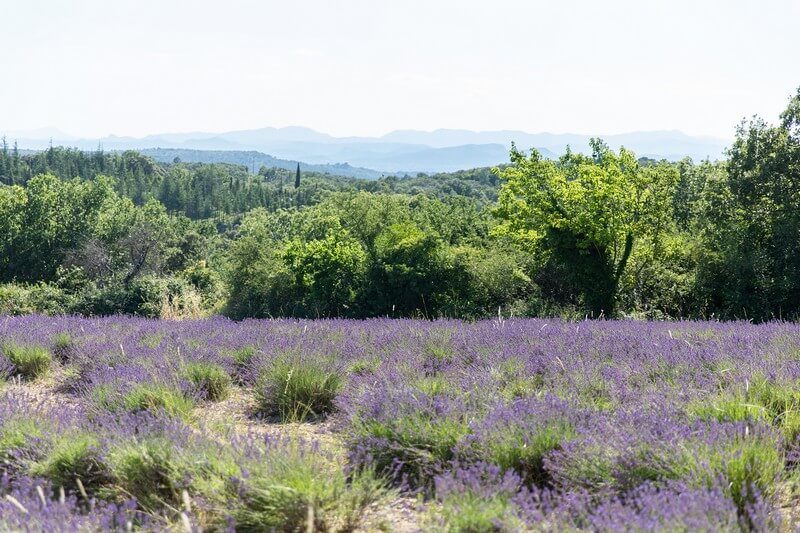 La distillerie Bel'Air