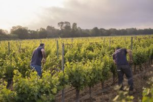 Domaine viticole PREIGNES LE VIEUX - Vias