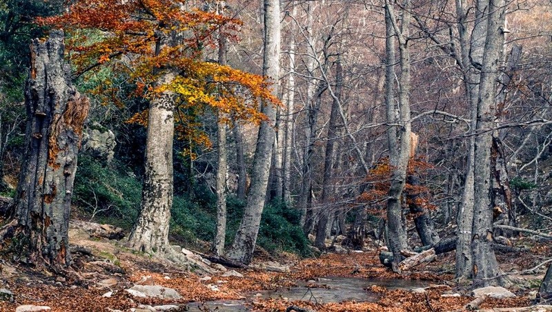 La Hêtraie de Massane pris en photo par Diane Sorel, pour le média France Bleue