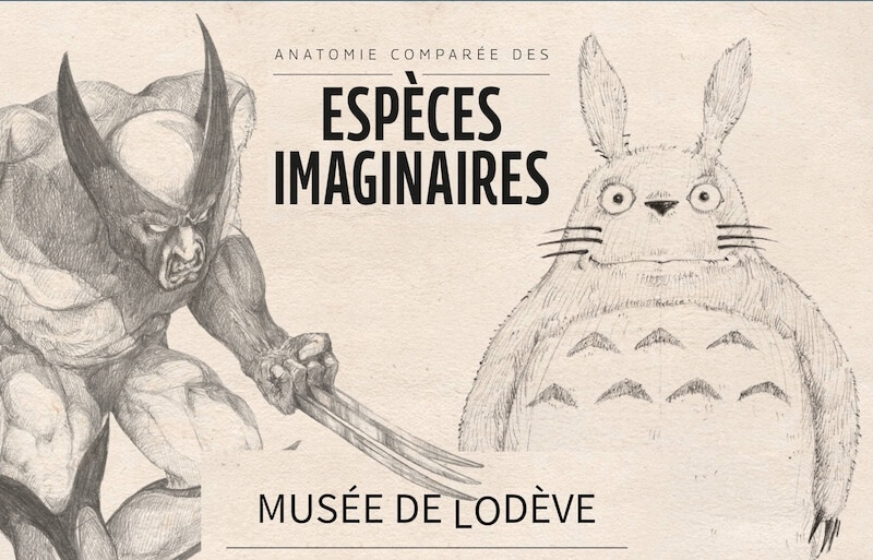 Musée de Lodève - expo anatomie