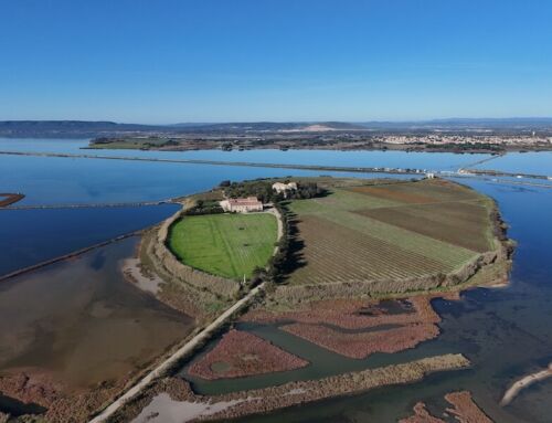 Organiser un séminaire à Montpellier : notre sélection des plus beaux lieux